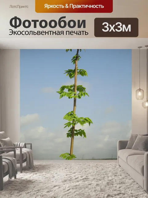 Фотообои Кедр