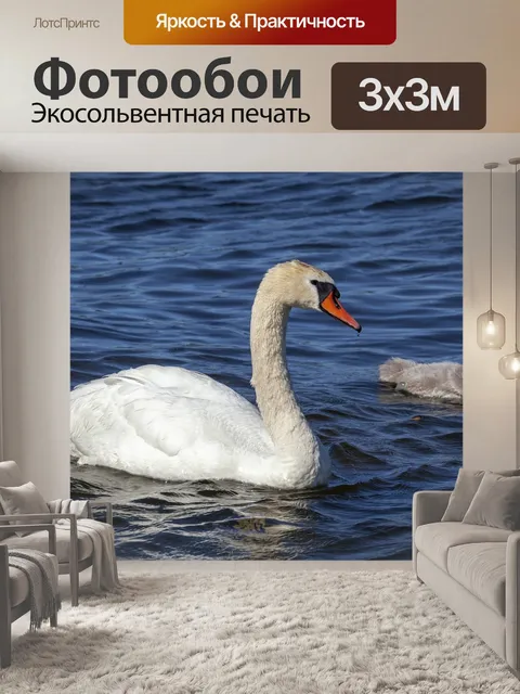 Фотообои Лебедь