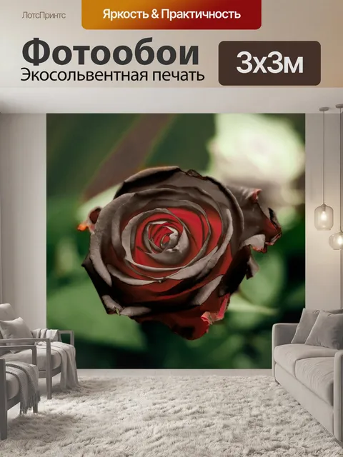 Фотообои Черная роза