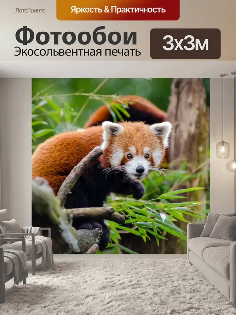 Фотообои Cute Red Panda