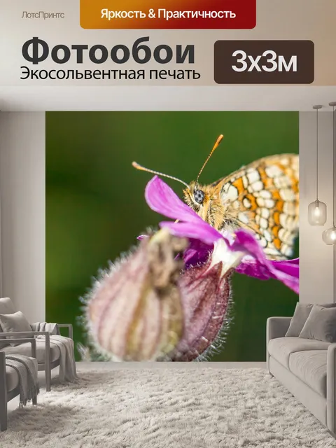 Фотообои Маленькая жемчужина-граничит рябчик
