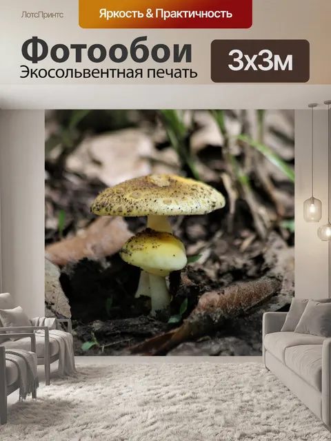 Фотообои Два маленьких желтых гриба