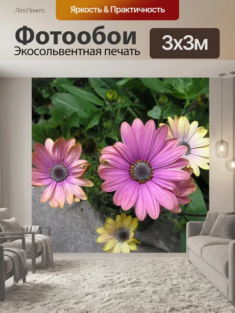 Фотообои Солнце ромашки