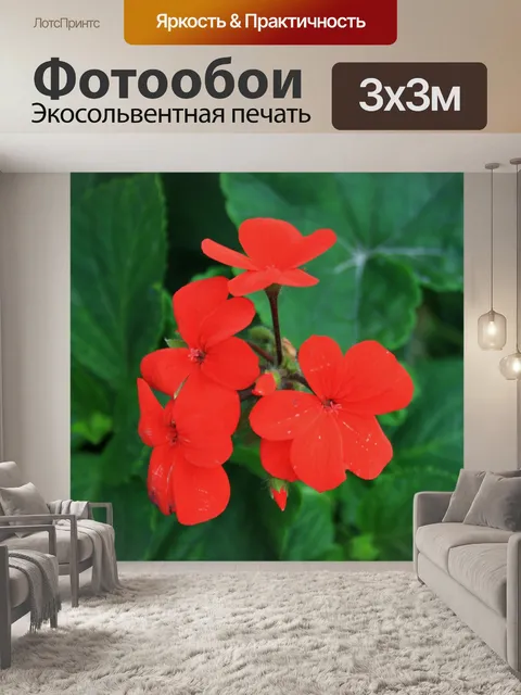 Фотообои красный цветок герани
