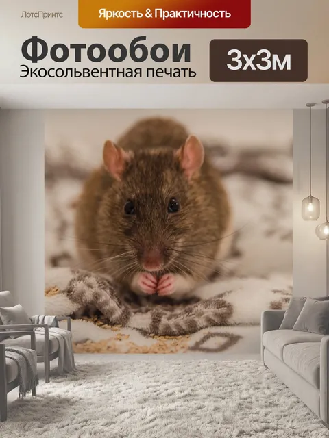 Фотообои Крыса
