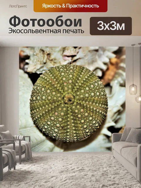 Фотообои Крупным планом зеленого морского ежа