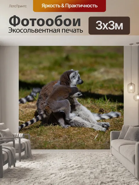Фотообои Кошачий лемур