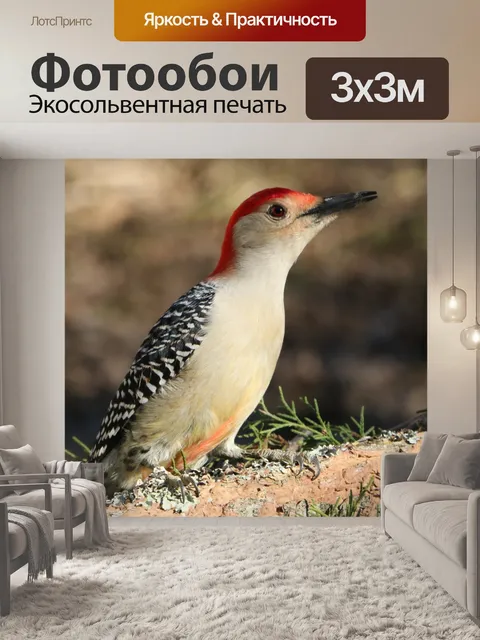 Фотообои Краснобрюхий дятел крупным планом