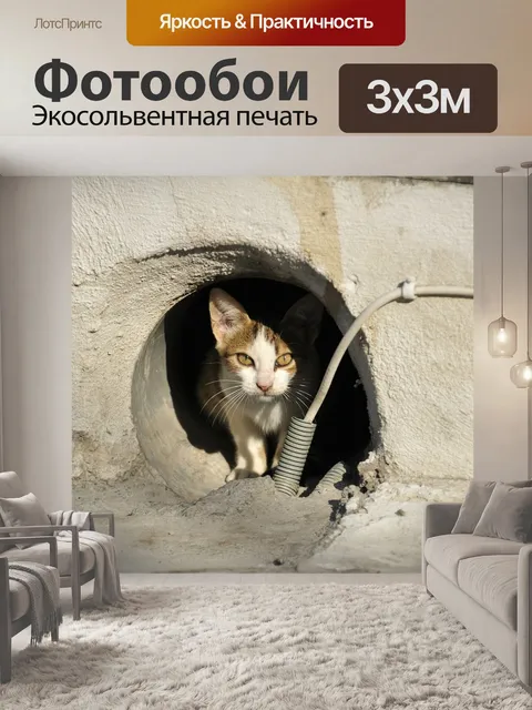 Фотообои Бродячая кошка