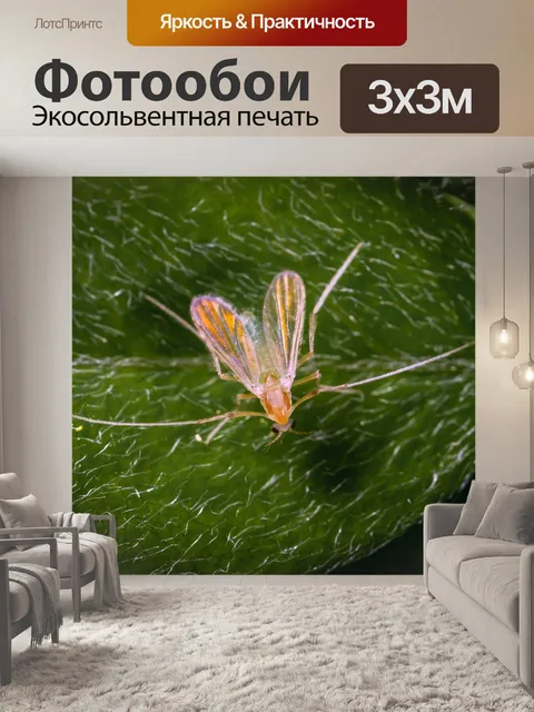 Фотообои Насекомое