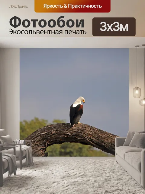 Фотообои африканская рыба орел усаживаться