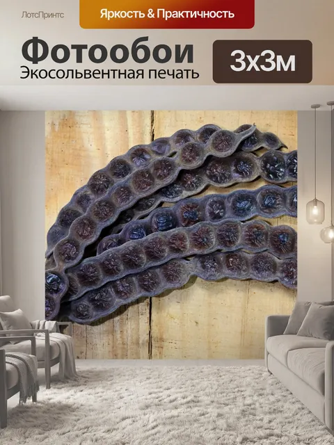Фотообои душистые стручки семян акации