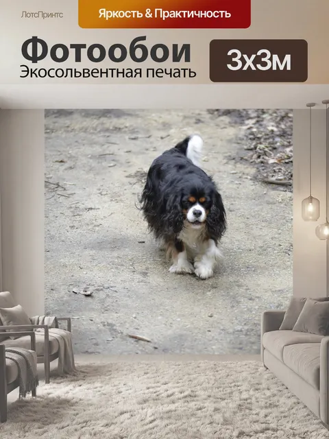 Фотообои Кавалер Кинг Чарльз