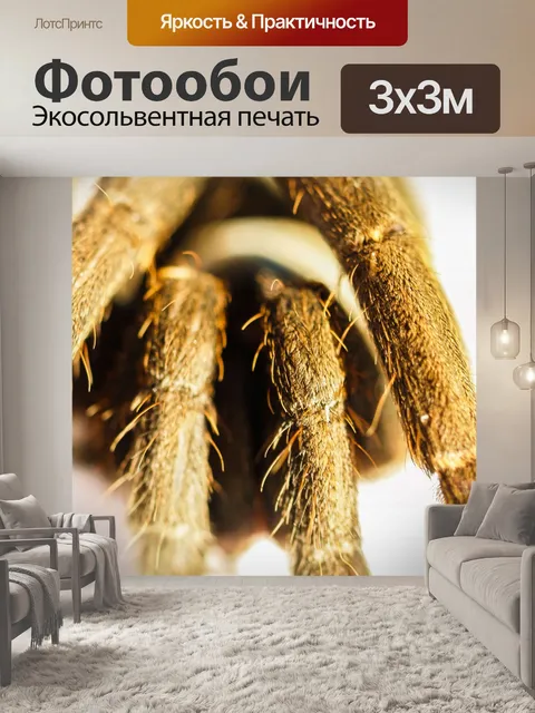 Фотообои тарантул паук