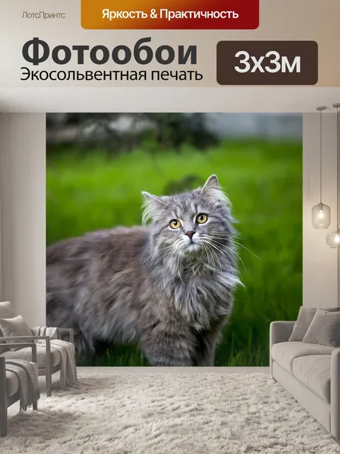 Фотообои Мейн кун