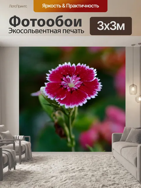 Фотообои Гвоздика