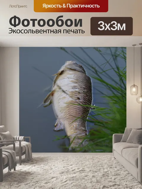 Фотообои Рыбы