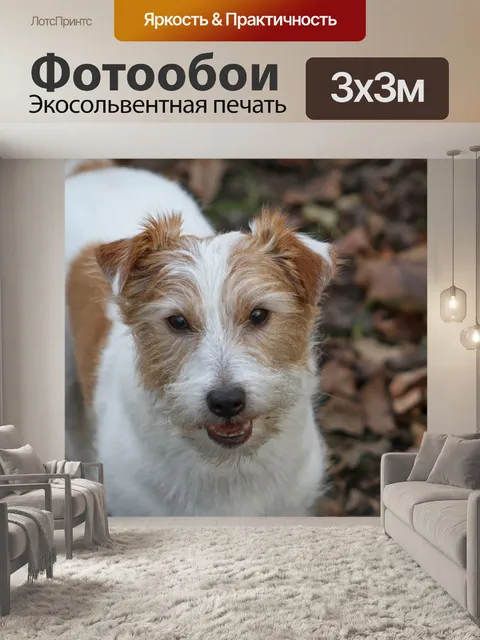 Фотообои Джек рассел терьер