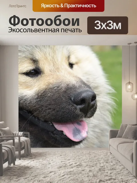 Фотообои Собака