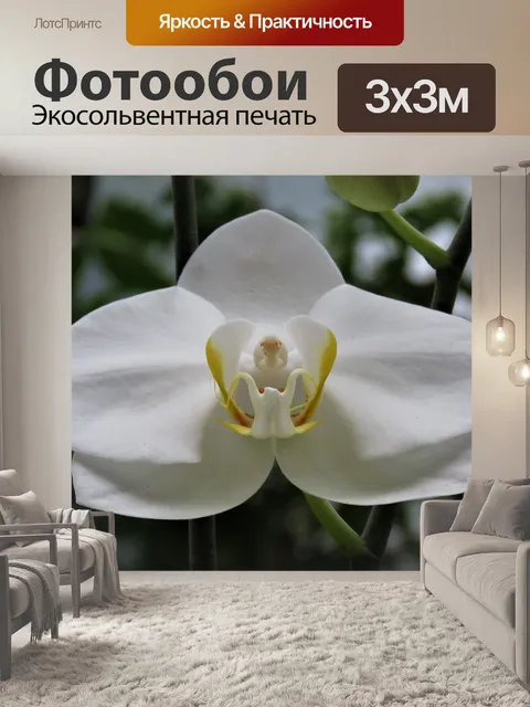 Фотообои Белая орхидея