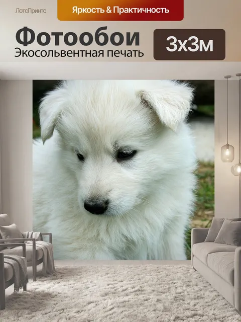 Фотообои Собака