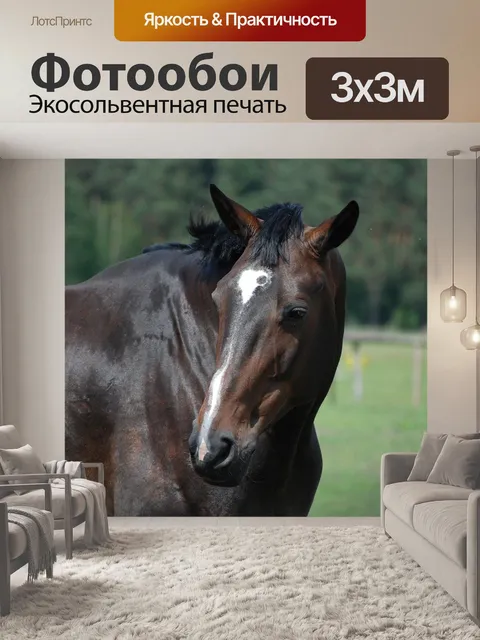 Фотообои Лошадь
