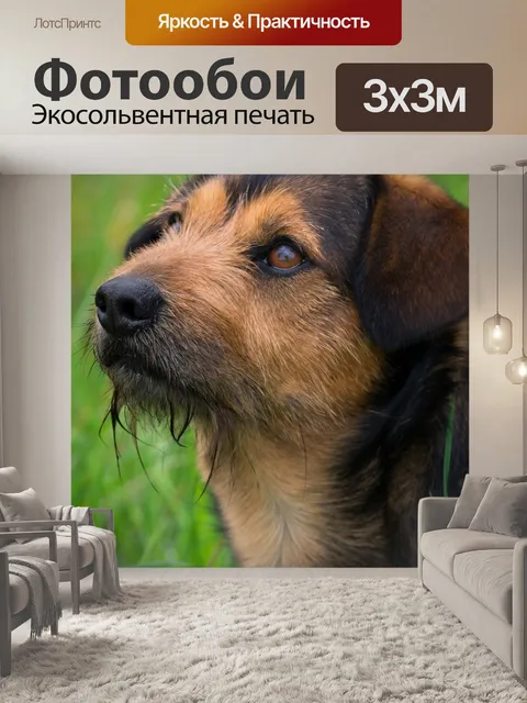 Фотообои Собака