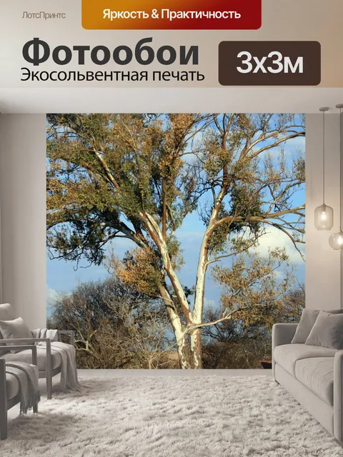 Фотообои Эвкалипт дерево