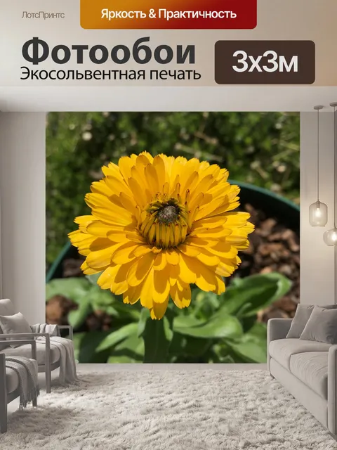 Фотообои Календулы