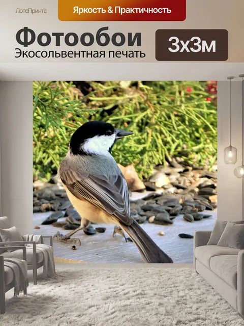 Фотообои Чернокожий Чикади на столе