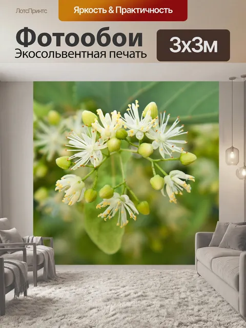 Фотообои Липа