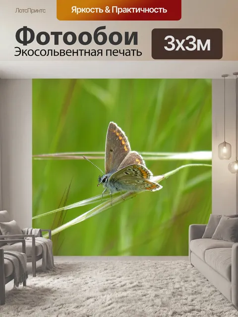 Фотообои Бабочка