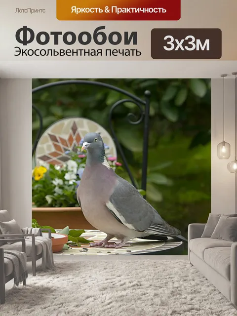 Фотообои Голубь