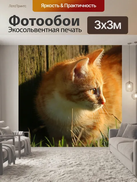 Фотообои Котенок