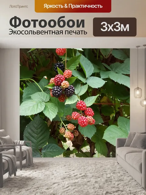 Фотообои Ежевика