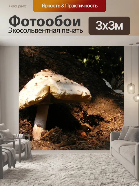 Фотообои Грибы