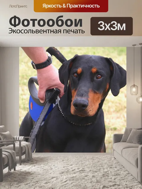Фотообои Доберман