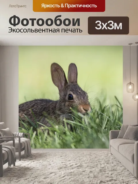Фотообои Кролик