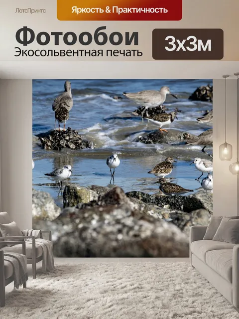 Фотообои кулики в океане
