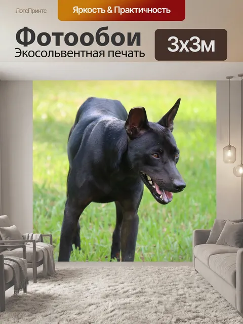 Фотообои Собака