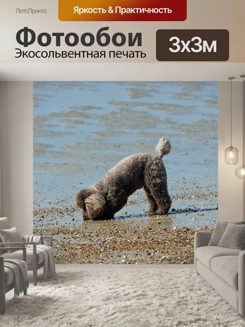 Фотообои Миниатюрный пудель собаки