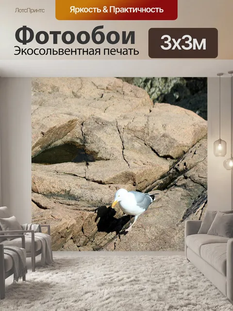 Фотообои Голубь На Рок Боулдер