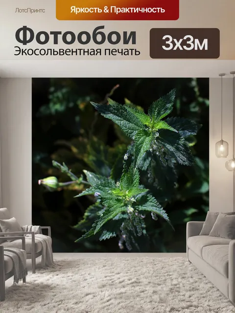 Фотообои Крапива