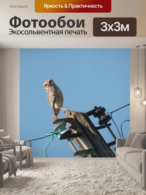 Фотообои Сова