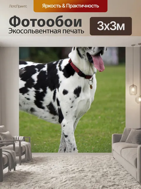 Фотообои Великий датчанин собак