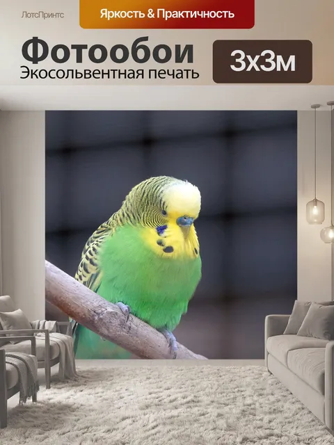 Фотообои Волнистый попугайчик