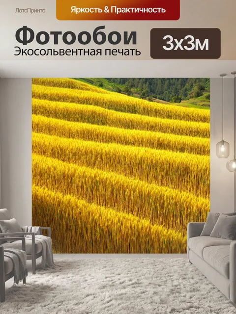 Фотообои китай: серия террасированных полей, покрытых золотыми колосьями риса, которые сверкают на ярком солнце