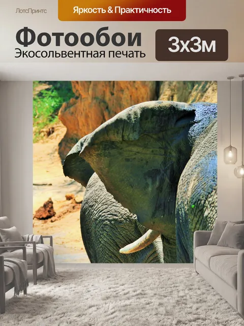 Фотообои Большое ухо Африканский слон