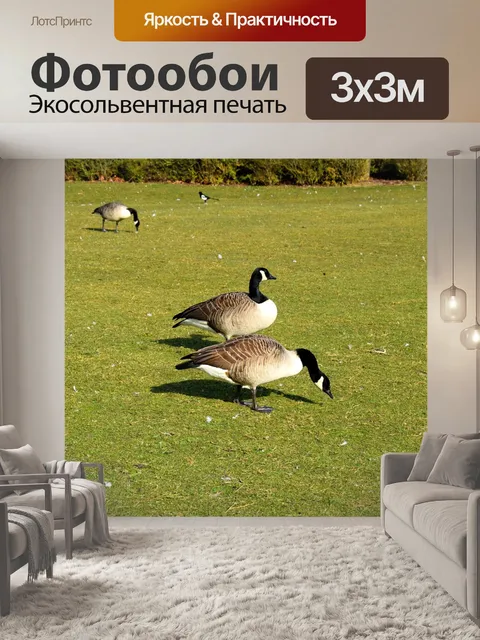 Фотообои Гусь