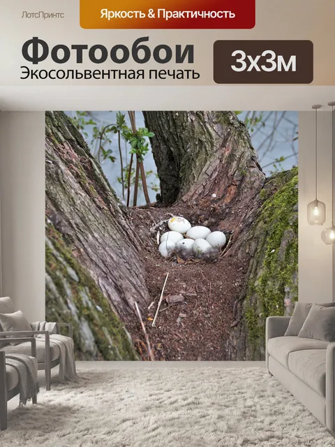 Фотообои Утка